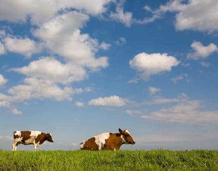 Portrait of a Dutch cow
