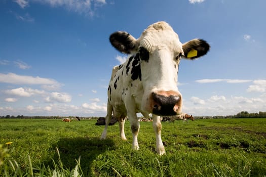 Portrait of a Dutch cow