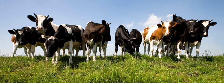 Dutch cows in the meadow