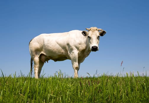 Dutch cow in the meadow