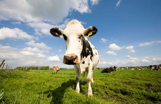 Portrait of a Dutch cow