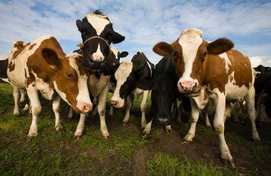 Dutch cows in the meadow