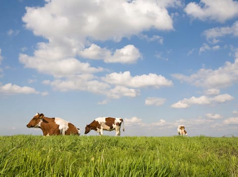 Portrait of a Dutch cow