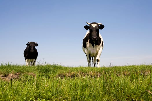 Dutch cows in the meadow