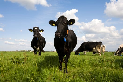 Dutch cows in the meadow
