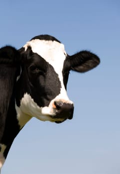 Dutch cow in the meadow