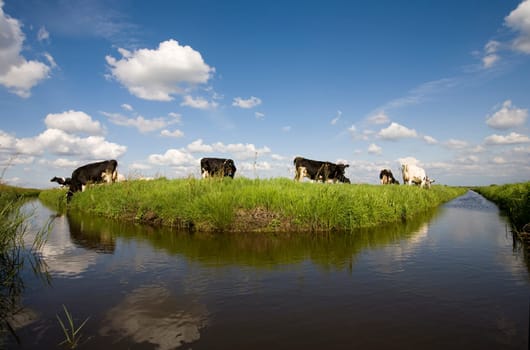 Dutch cows in the meadow