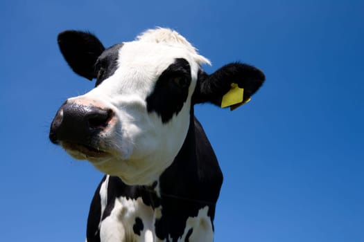 Dutch cow in the meadow
