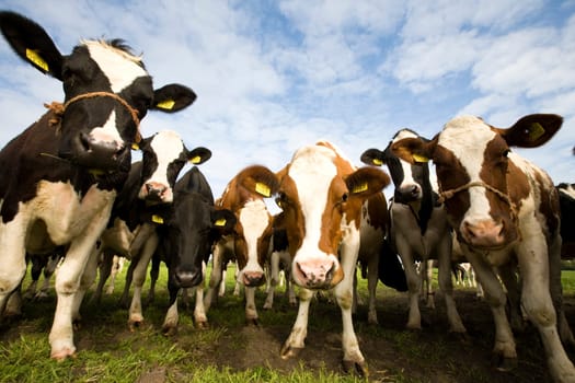 Dutch cows in the meadow