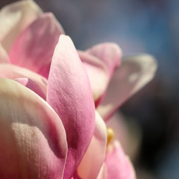 Magnolias