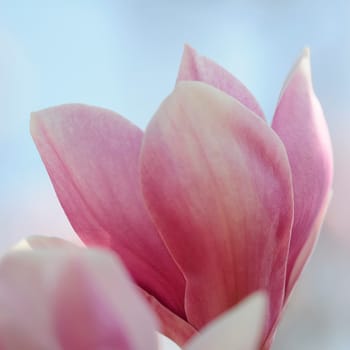 Magnolias