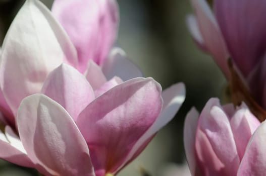 Magnolias