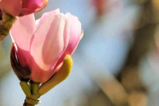 Magnolias
