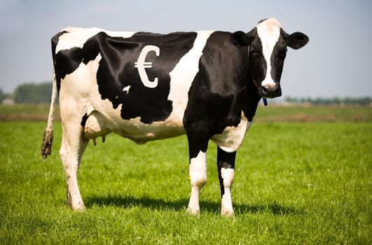 Dutch cow with spots in the shape of an Euro sign