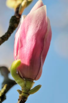 Magnolias