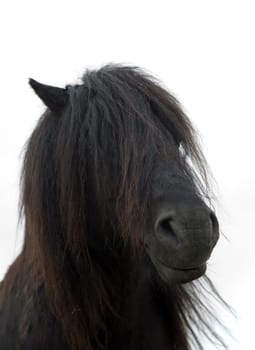 The long manes of a horse