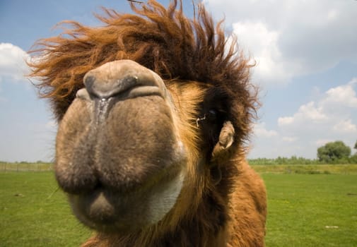 A close up of a camel head