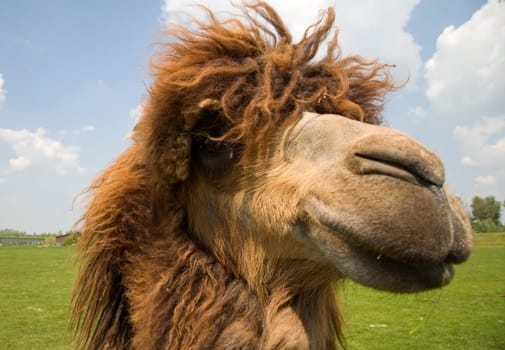 A close up of a camel head