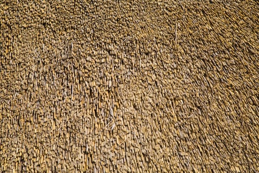 Background of a natural new reed roof