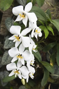 Phalaenopsis amabilis (moon orchid)