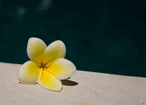 White frangipani in the pool