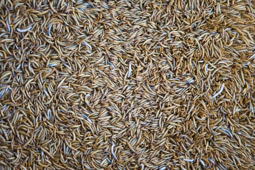 Mealworms,sold as wilde birdfood in Denpasar, Bali