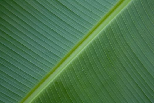 Close up of banana tree leaf