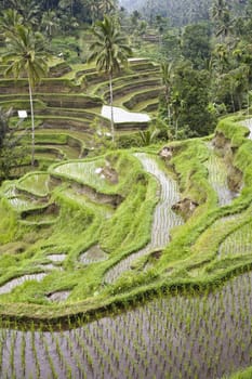 Ricefield near Ubud, Bali, Indonesia