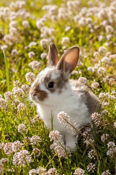 young hares