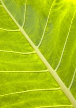 Background of alocasia alba leaf