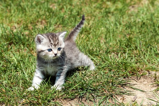 young cat