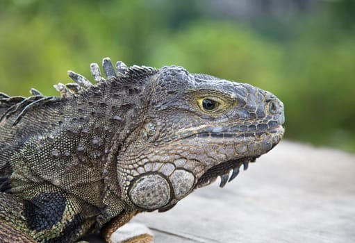 Side view of an iguana on Bali island