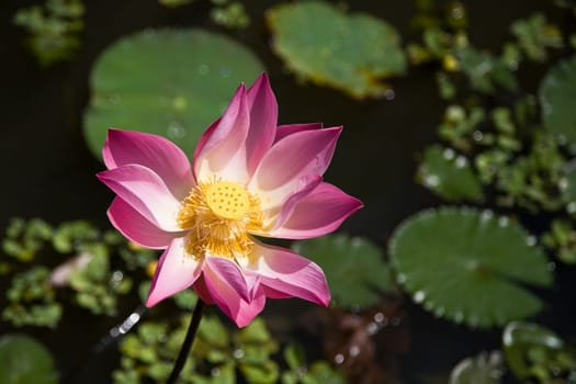 Red lotus in a pond in Bali, Indonesia