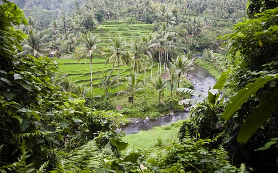 Rice paddies near Ubud in Bali, Indonesia