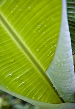 Close up of a palm leaf