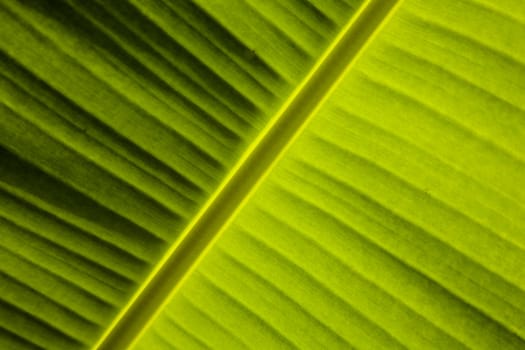Close up of banana tree leaf