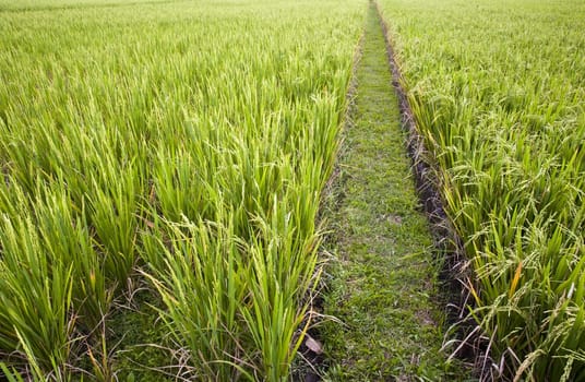 Rice paddies near Ubud in Bali, Indonesia