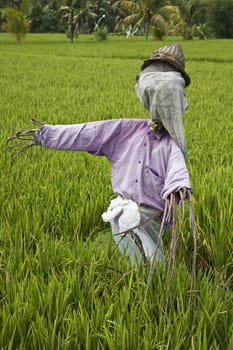 A Balinese scarecrow in a rice field