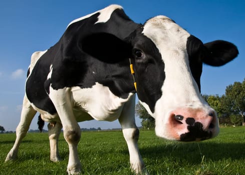 Portrait of a Dutch cow