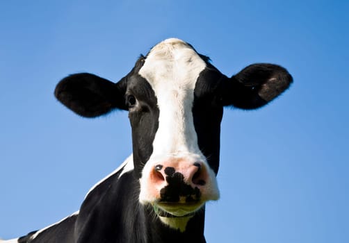 Portrait of a Dutch cow