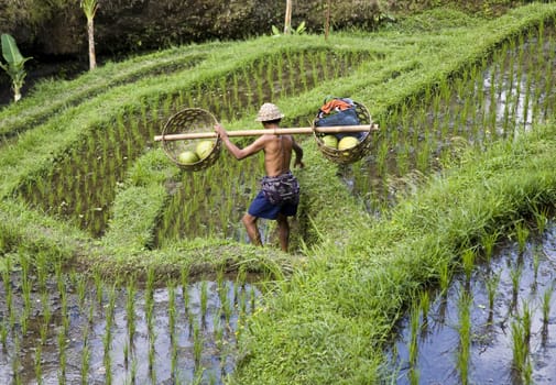 Rice paddies near Ubud in Bali, Indonesia