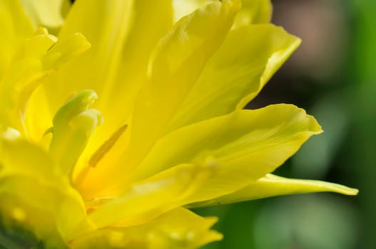 daffodils