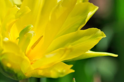 daffodils