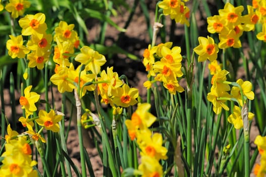daffodils