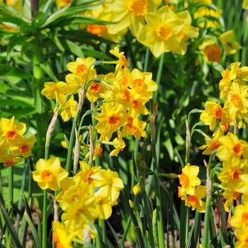 daffodils