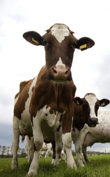 Dutch cows in the meadow
