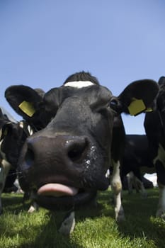 Dutch cows looking curious