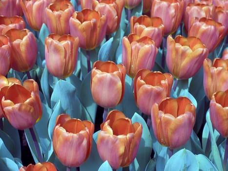 Tulip field in the Netherlands