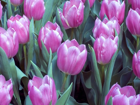 Tulip field in the Netherlands
