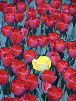 Dutch tulip field